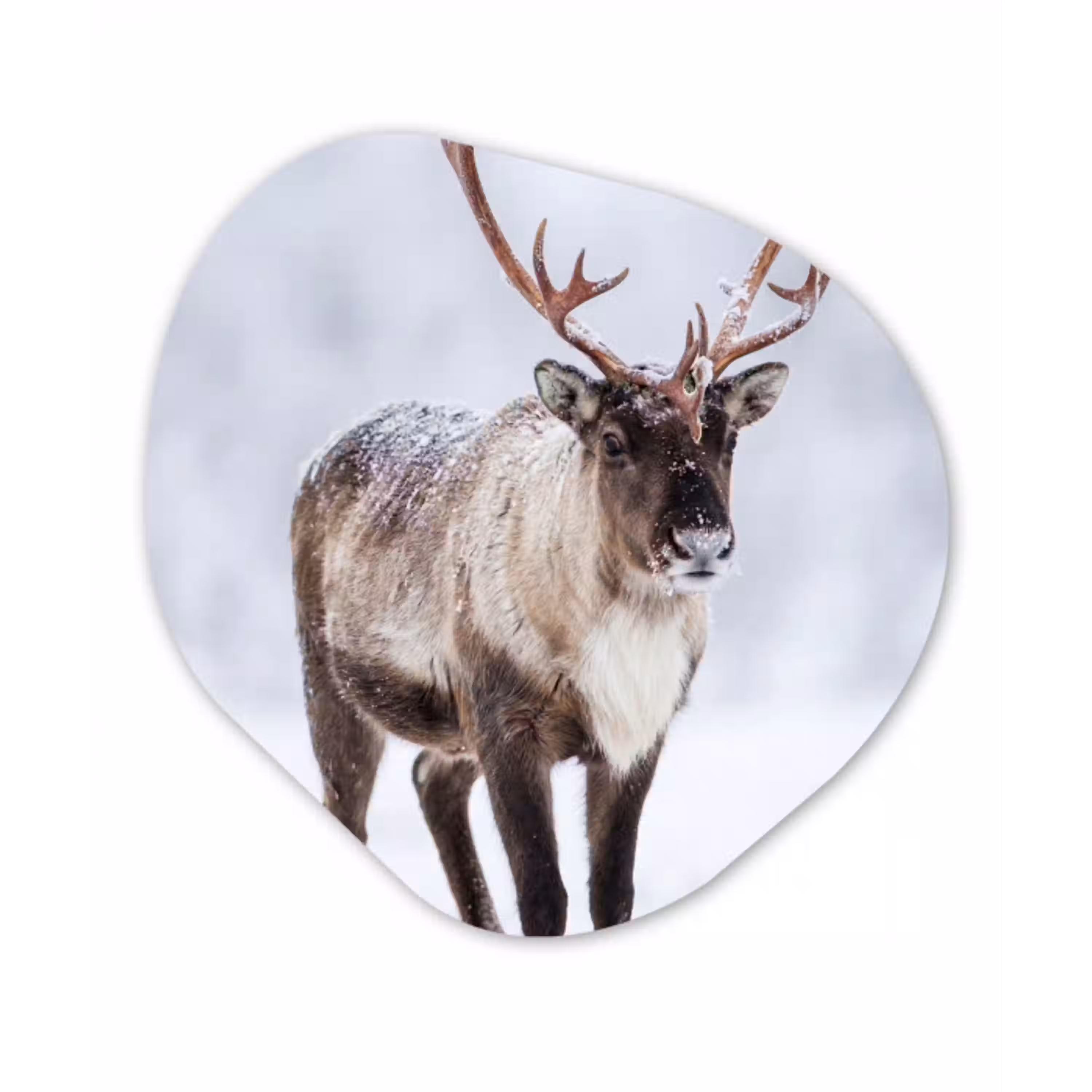 Rendier - Gewei - Toendra - Sneeuw - Wild Wandcirkel Organisch Aluminium middel -3d