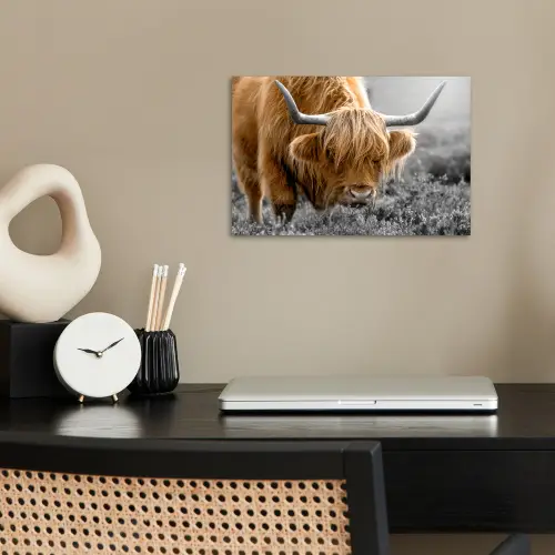 Schotse Hooglander - Dieren - Bruin - Koe - Zwart - Wit - Natuur poster papier klein -sfeer1