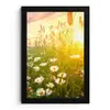 Bloemen - Madelief - Natuur - Zon - Horizon fotolijst zwart zonder passe partout klein -3d