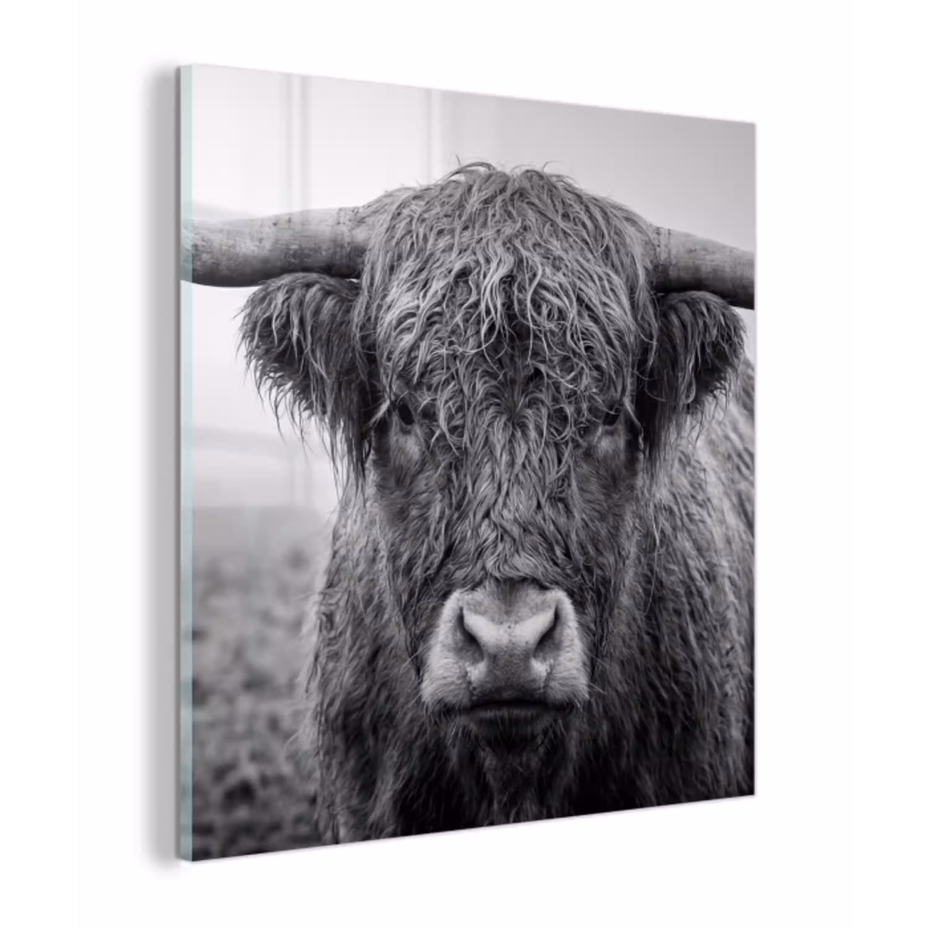 Schotse hooglander - Zwart - Wit - Gras plexiglas 5mm klein -z3d