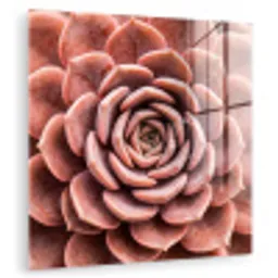 Vetplant - Organisch - Roze plexiglas 5mm klein -zzzproduct_nieuw