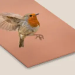 Roodborst - Natuur - Roze fotolijst zwart zonder passe partout klein -zsfeer6