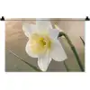 Narcis - Bloem - Minimalistisch Wandkleed katoen klein -zz3d