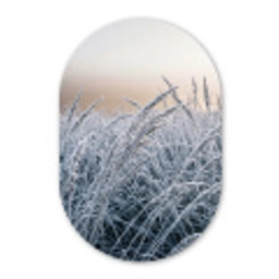 Rijp - Gras - Kristallen - Winter - Minimalistisch Wandcirkel Ovaal Forex klein -3d