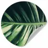 Bladeren - Tropisch - Jungle Wandcirkel behangsticker klein -3d