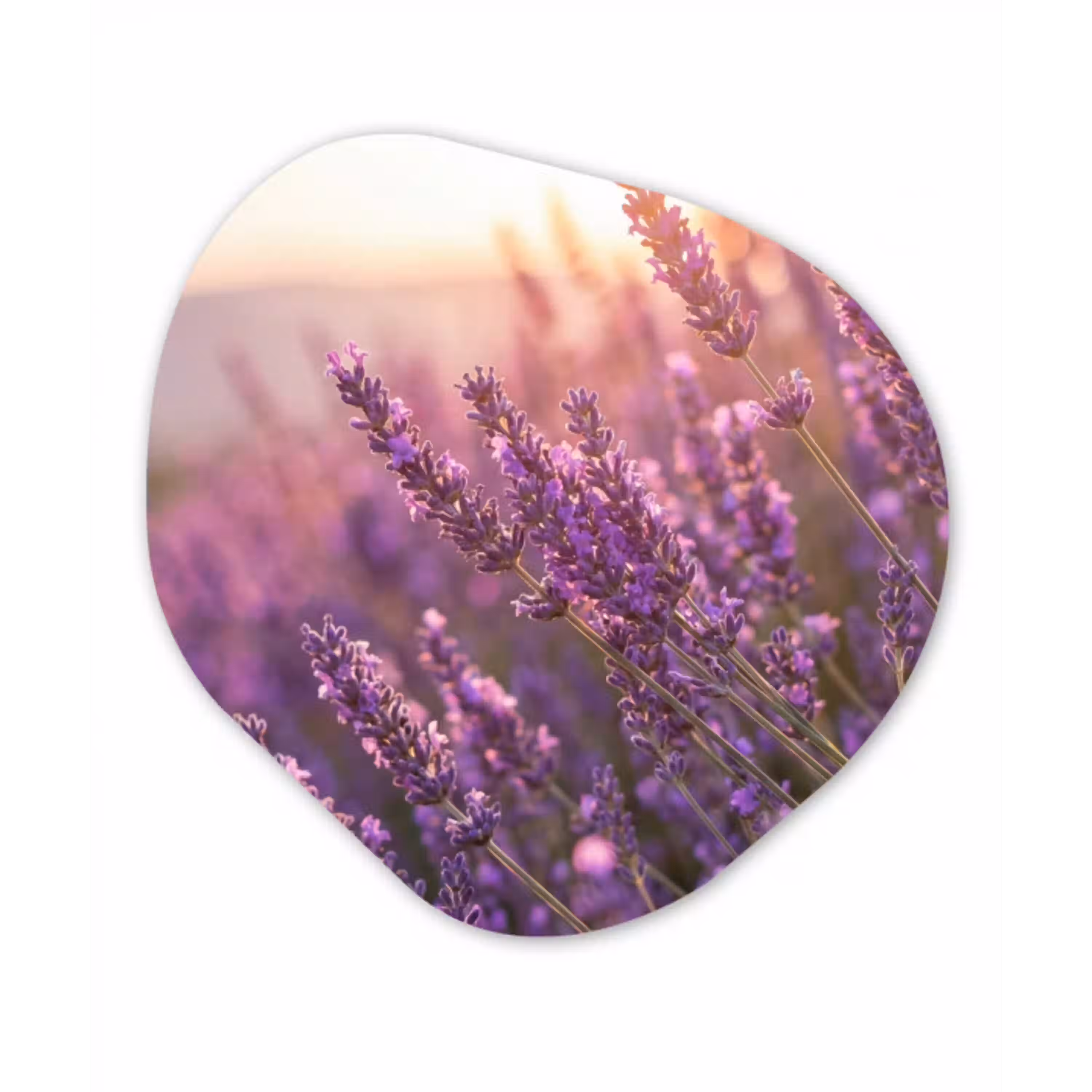 Lavendel - Paars - Zonlicht Wandcirkel Organisch Aluminium middel -3d