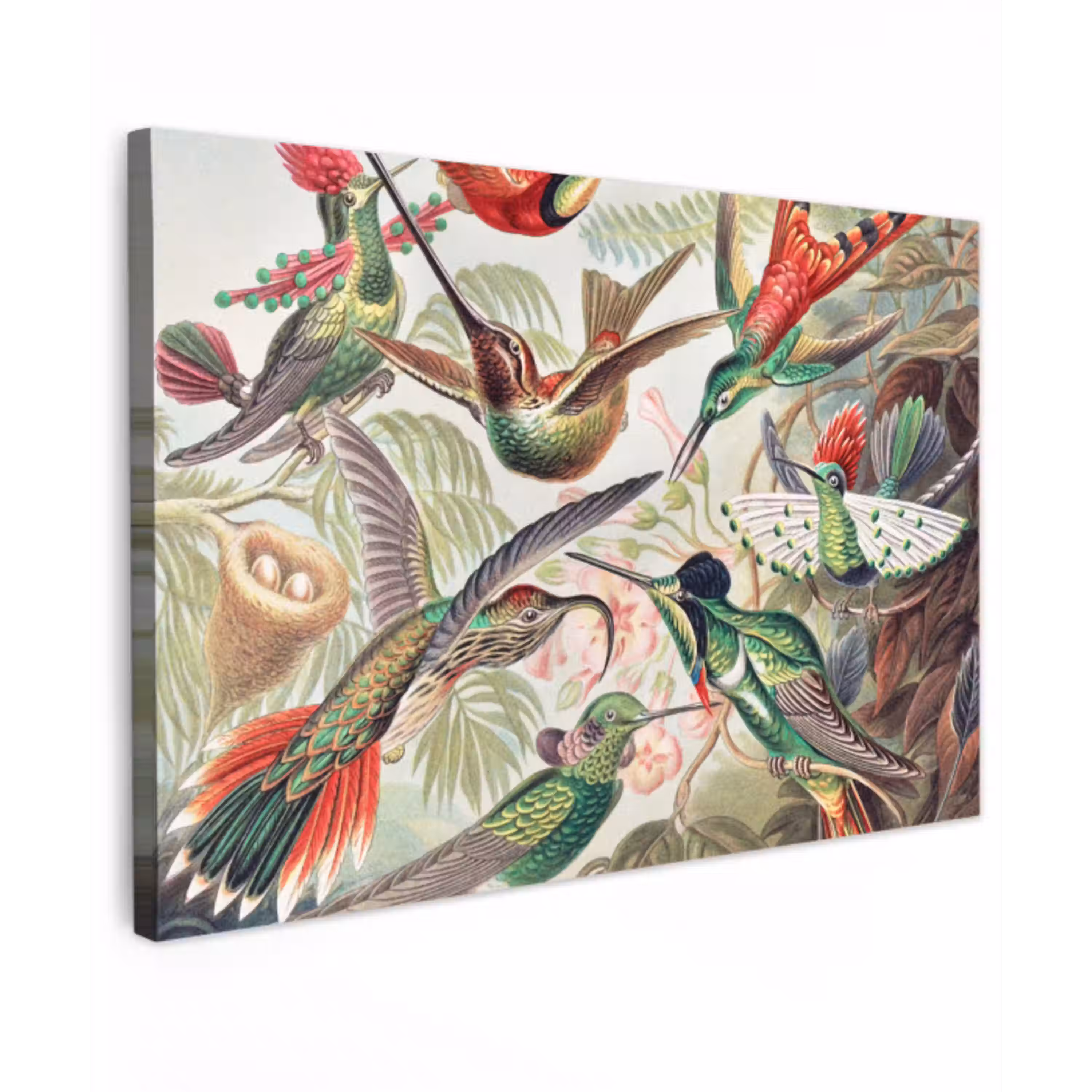 Kolibrie - Vintage - Ernst Haeckel - Vogel - Kunst - Natuur canvas 2cm klein -z3d