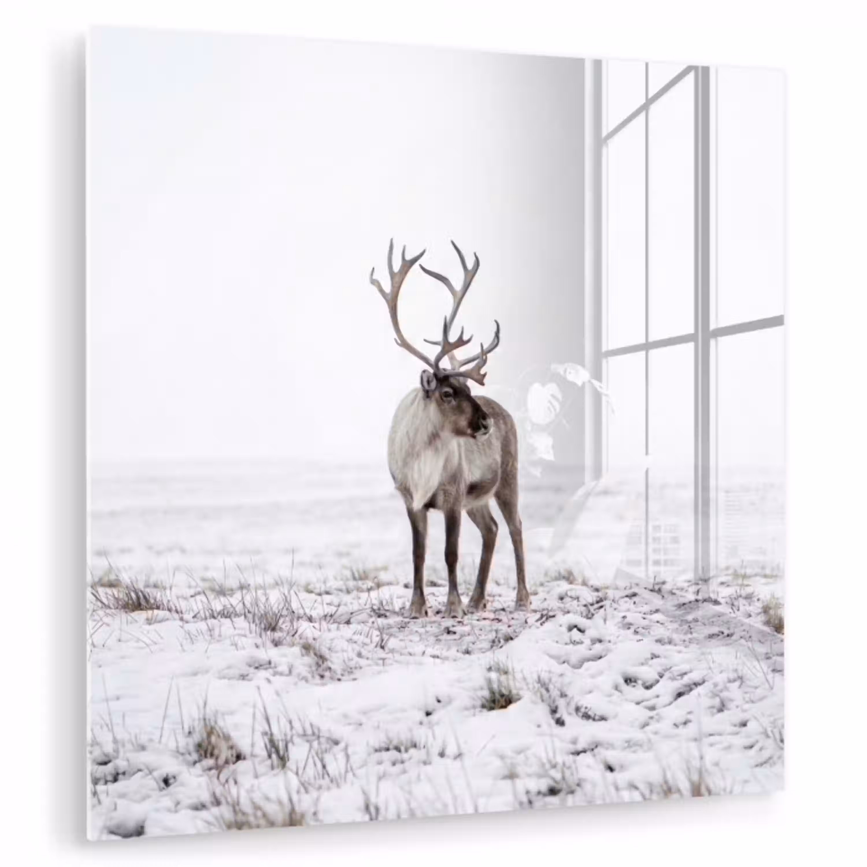 Rendier - Gewei - Sneeuw - Winter plexiglas 5mm klein -zzzproduct_nieuw