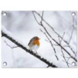 Roodborstje - Tak - Sneeuw - Winter - Levendig tuinposter los doek klein -3d