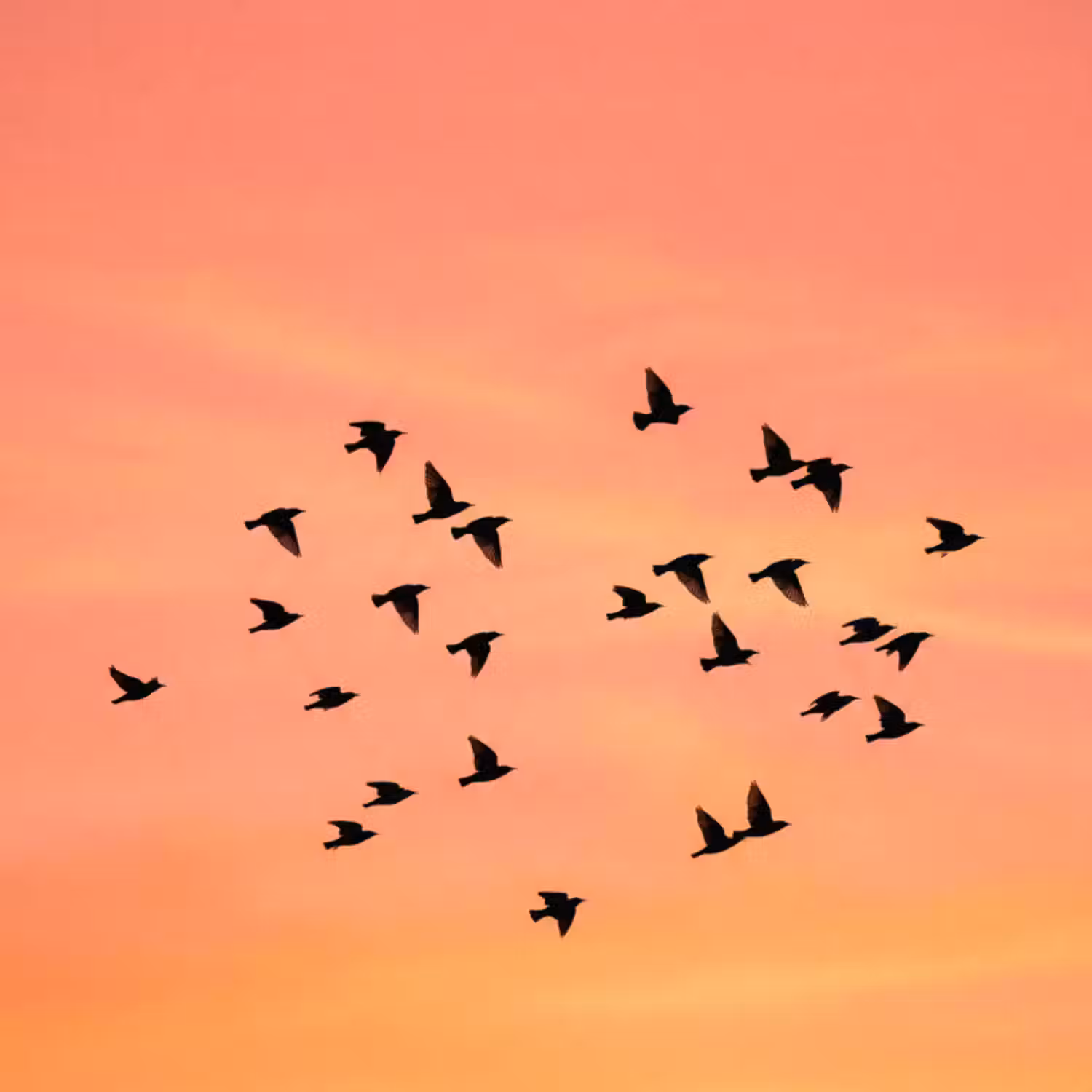 Tapete - Schwarm - Vögel - Orange
