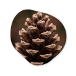 Dennenappel - Bos - Herfst - Bruin - Sfeervol Wandcirkel Organisch Aluminium middel -3d
