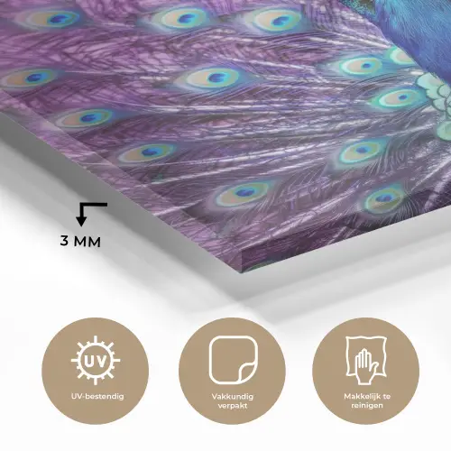 Pauw - Koksmuts - Cool - Paars plexiglas 5mm klein -sfeer2