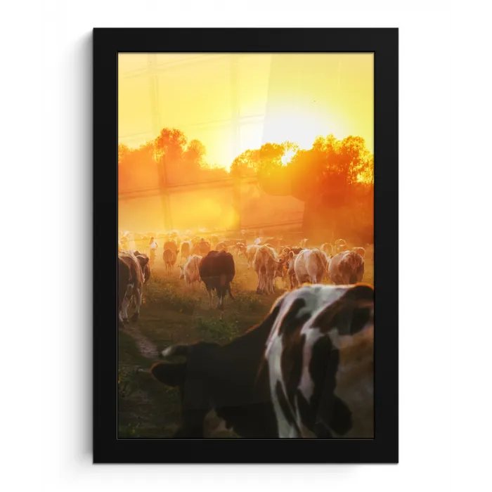 Koeien - Zonsondergang - Weiland - Dieren fotolijst zwart zonder passe partout klein -3d