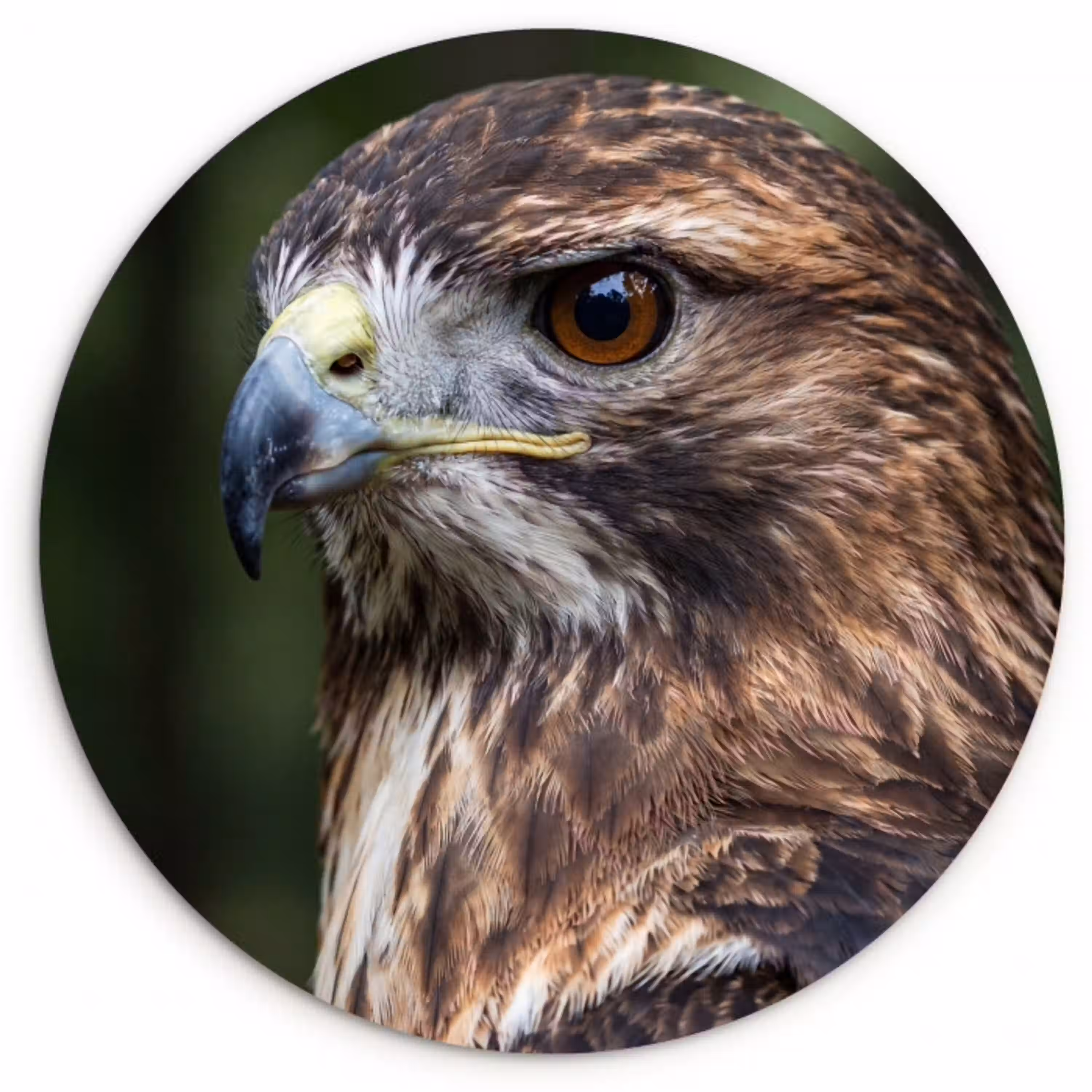 Buizerd - Roofvogel - Natuur - Bruin Wandcirkel kunststof plaat 5mm dik klein -3d