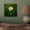 Wit - Madeliefje - Bloem - Gras aluminium wit klein -sfeer2