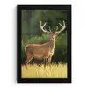 Hert - Gewei - Gras - Natuur - Dieren - Groen fotolijst zwart zonder passe partout klein -3d