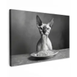 Sphynx - Kat - Dieren - Humor - Spaghetti - Zwart Wit Tuinposter op houten frame 2 cm dik klein -3d