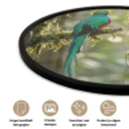 Quetzal - Jungle - Natuur - Groen Fotolijst rond zonder passe partout klein -closeup_NL