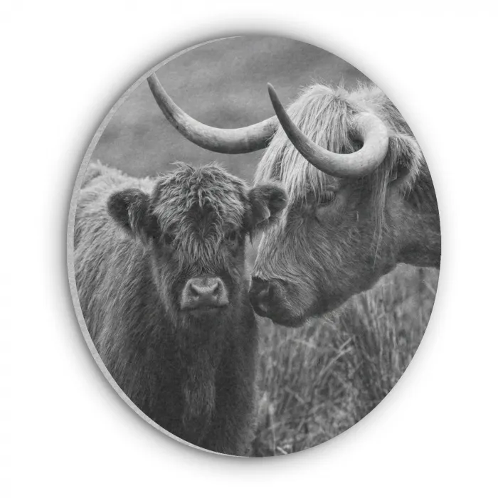 Schotse hooglander - Kalf - Zwart - Wit Akoestische PET Vilt - Rond klein -3d