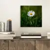 Wit - Madeliefje - Bloem - Gras aluminium wit klein -sfeer1