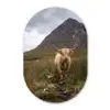 Schotse hooglander - Bergen - Grasveld Wandcirkel Ovaal Forex klein -3d
