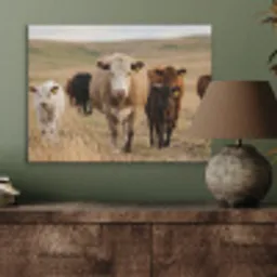 Runderen - Kudde - Landschap - Weide - Rustig PET vilt klein -sfeer2