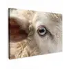 Schaap - Oog - Wit Tuinposter op houten frame 2 cm dik klein -3d