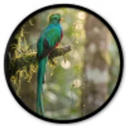 Quetzal - Jungle - Natuur - Groen Fotolijst rond zonder passe partout klein -3d