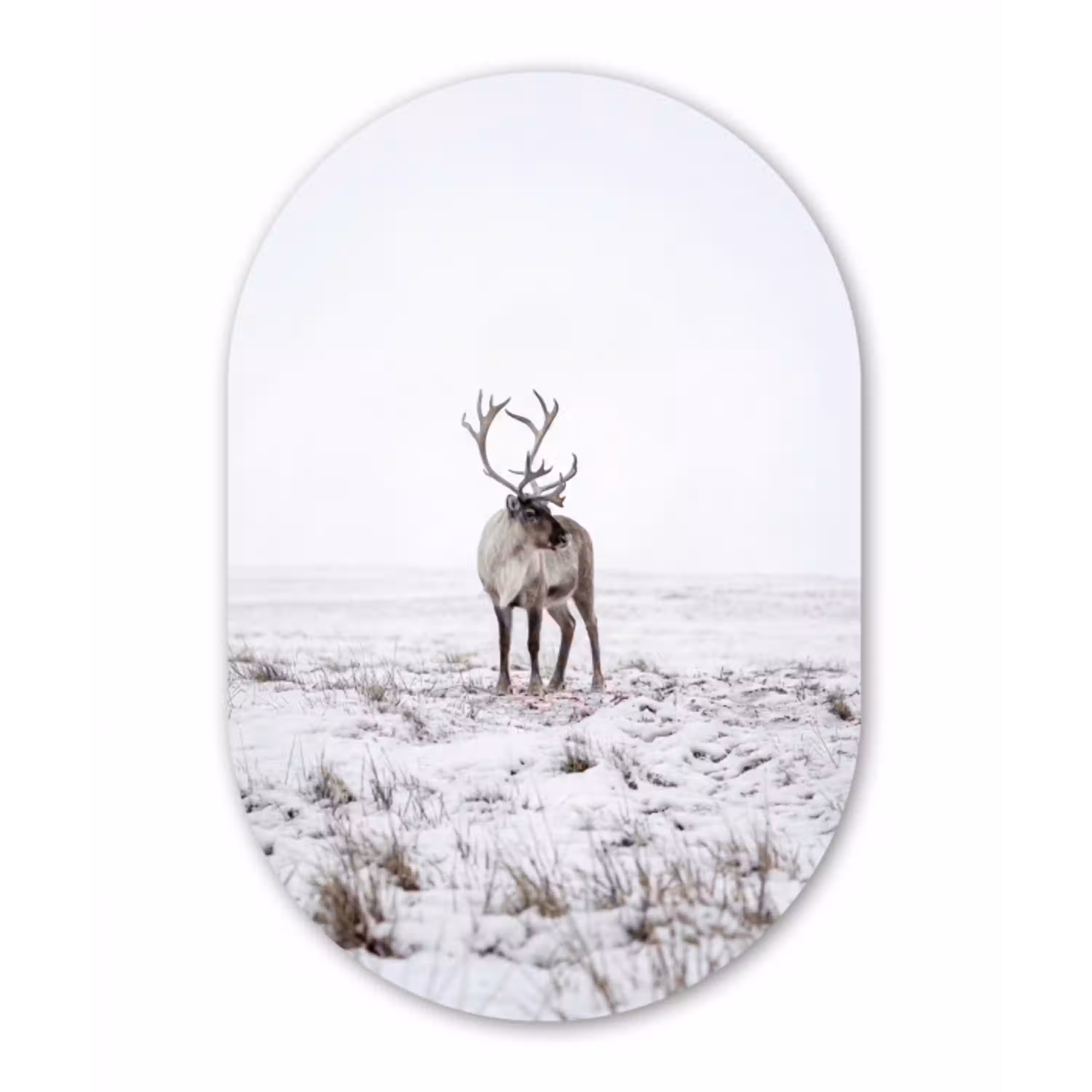 Rendier - Gewei - Sneeuw - Winter Wandcirkel Ovaal Aluminium middel -3d