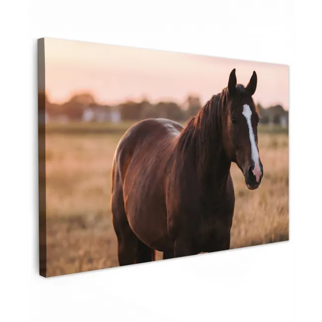 Buiten canvas - Paard - Zonsondergang - Bruin