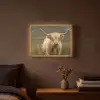 Schotse hooglander - Bergen - Grasveld Light Box met batterij (Wandlamp) middel -sfeer4