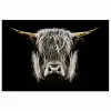 Schotse hooglander - Goud - Hoorns - Zwart wit - Koe - Dieren poster papier klein -3d