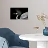 Kraanvogel - Zwart - Wit - Vogel - Dieren poster papier klein -sfeer3