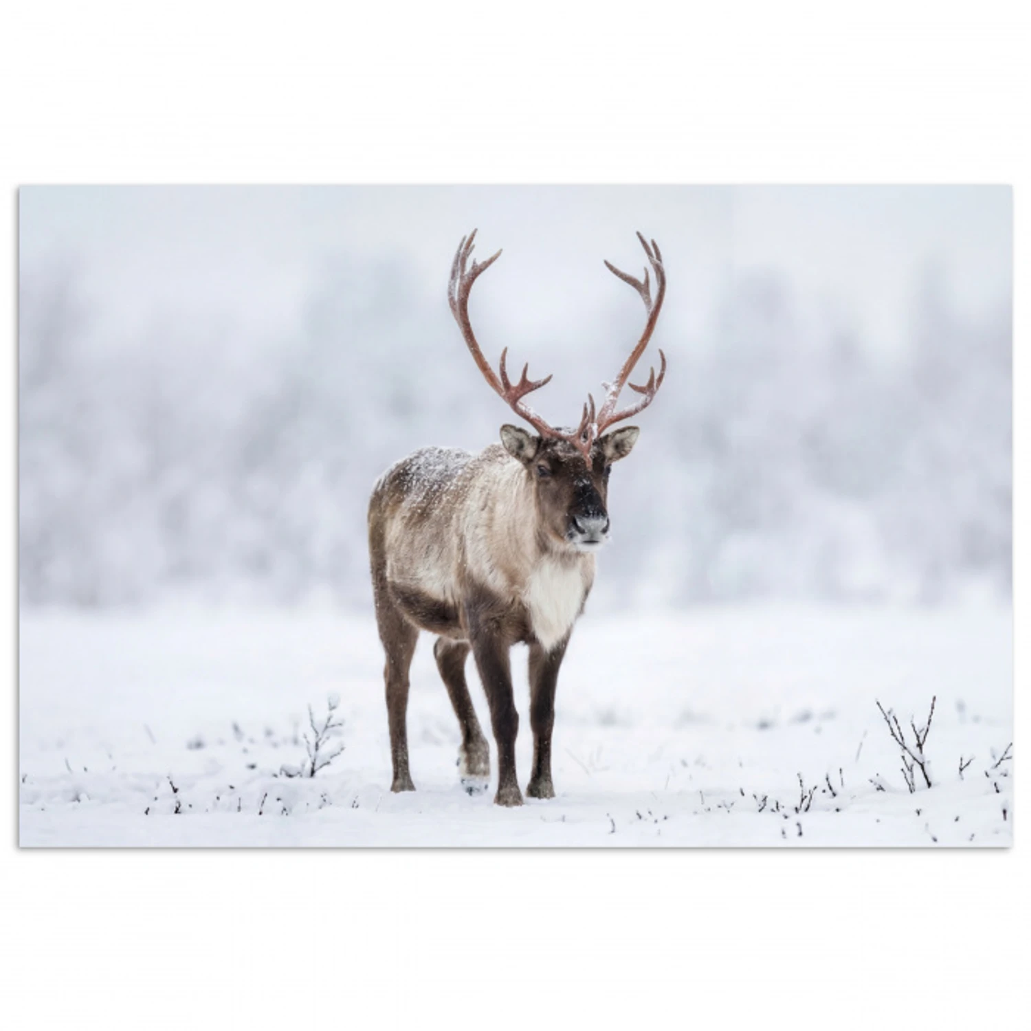 Rendier - Gewei - Toendra - Sneeuw - Wild poster papier klein -3d