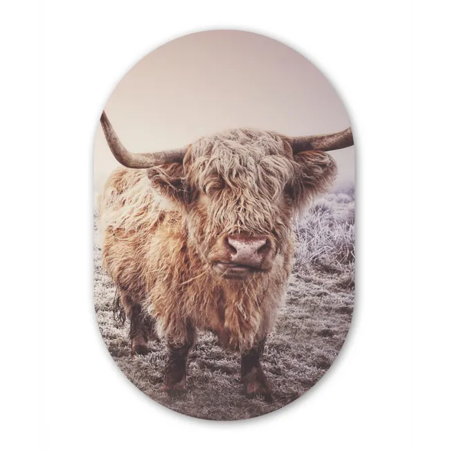 Schotse Hooglanders - Sneeuw - Zon Wandcirkel Ovaal Forex klein -3d