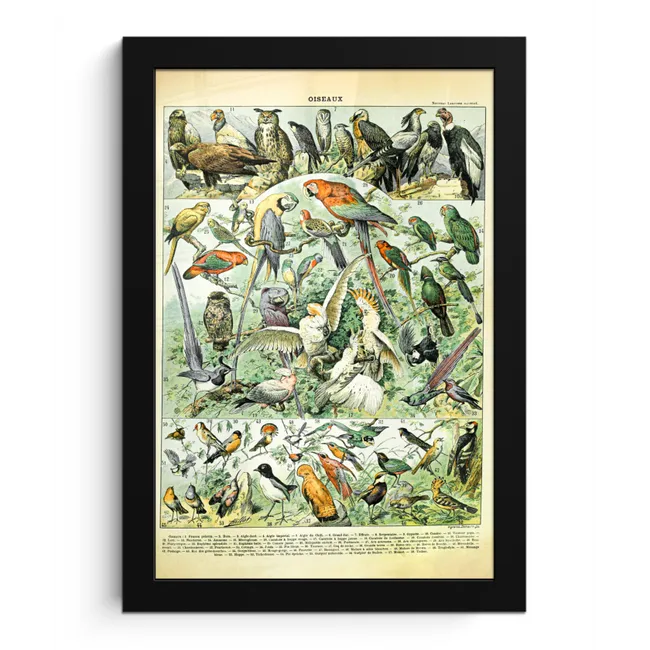 Dieren - Vintage - Adolphe Millot - Vogels - Design fotolijst zwart zonder passe partout klein -3d