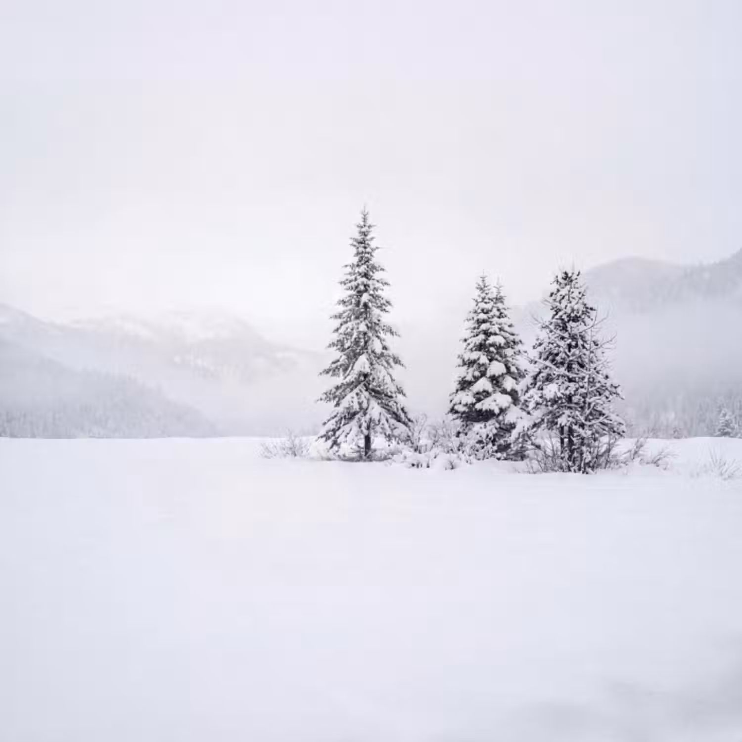Behang - Fijnsparren - Sneeuw - Winter - Landschap - Stilte