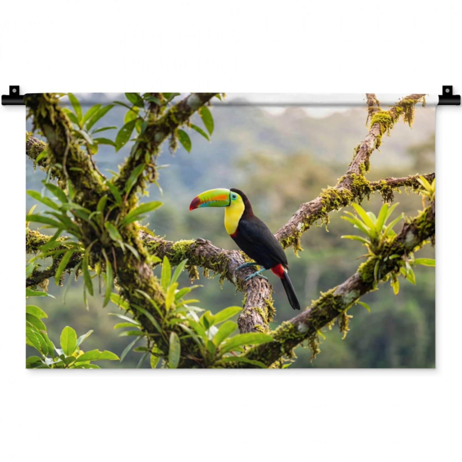 Toekan - Jungle - Natuur - Kleurrijk Wandkleed katoen klein -zz3d