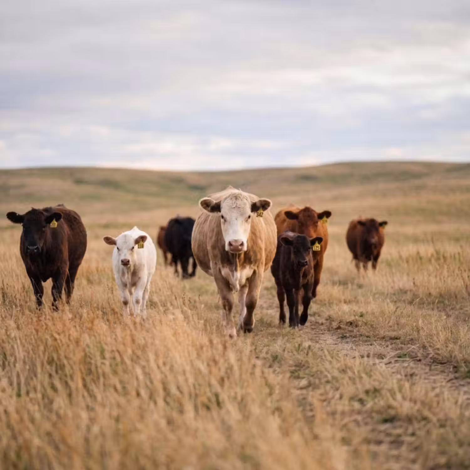 Behang - Runderen - Kudde - Landschap - Weide - Rustig