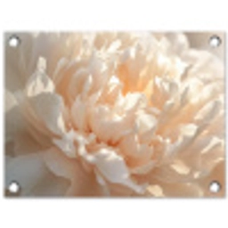Close up - Pioenroos - Lichtroze tuinposter los doek klein -3d