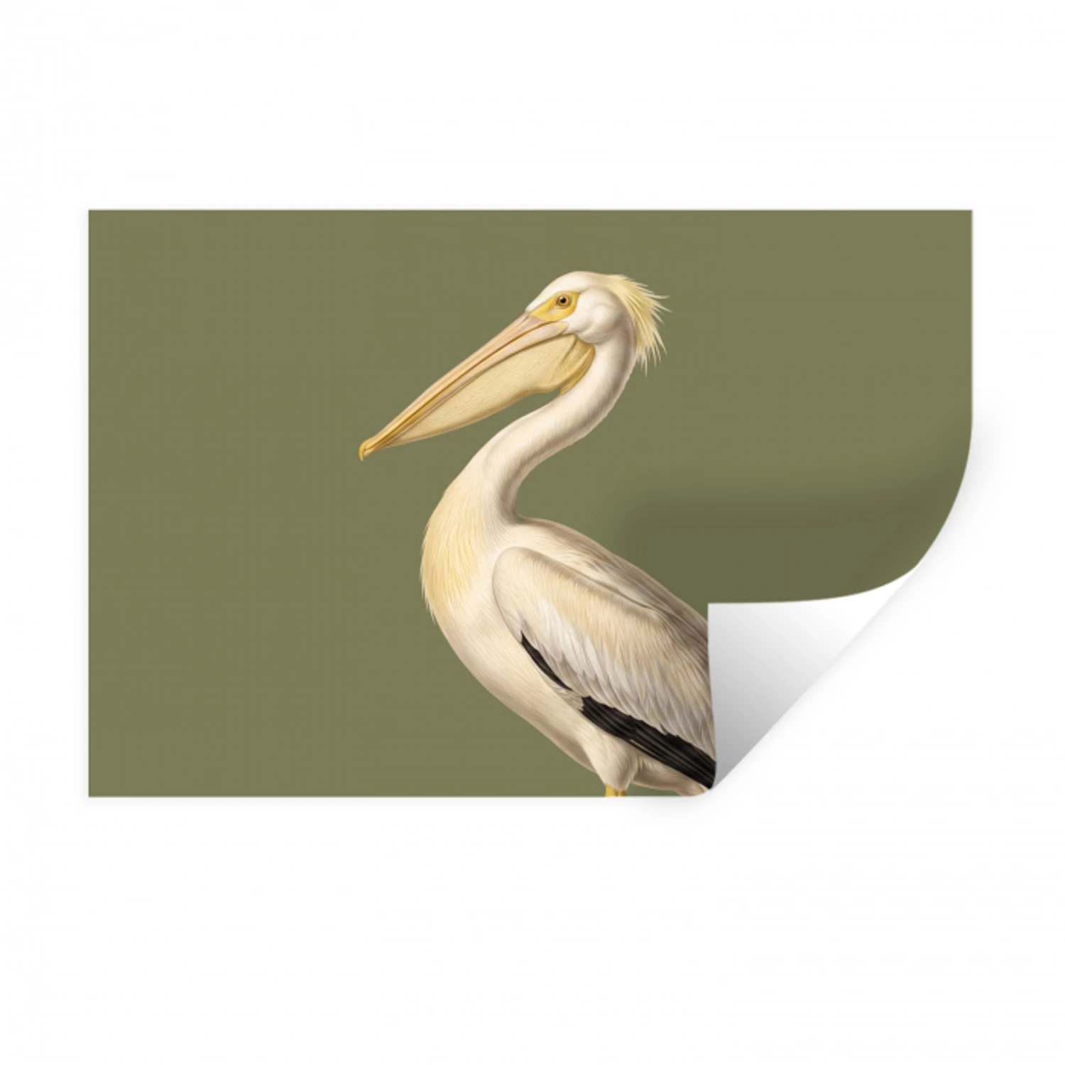 Pelikaan - Wit - Vogel - Klassiek - Natuur Muursticker klein -3d