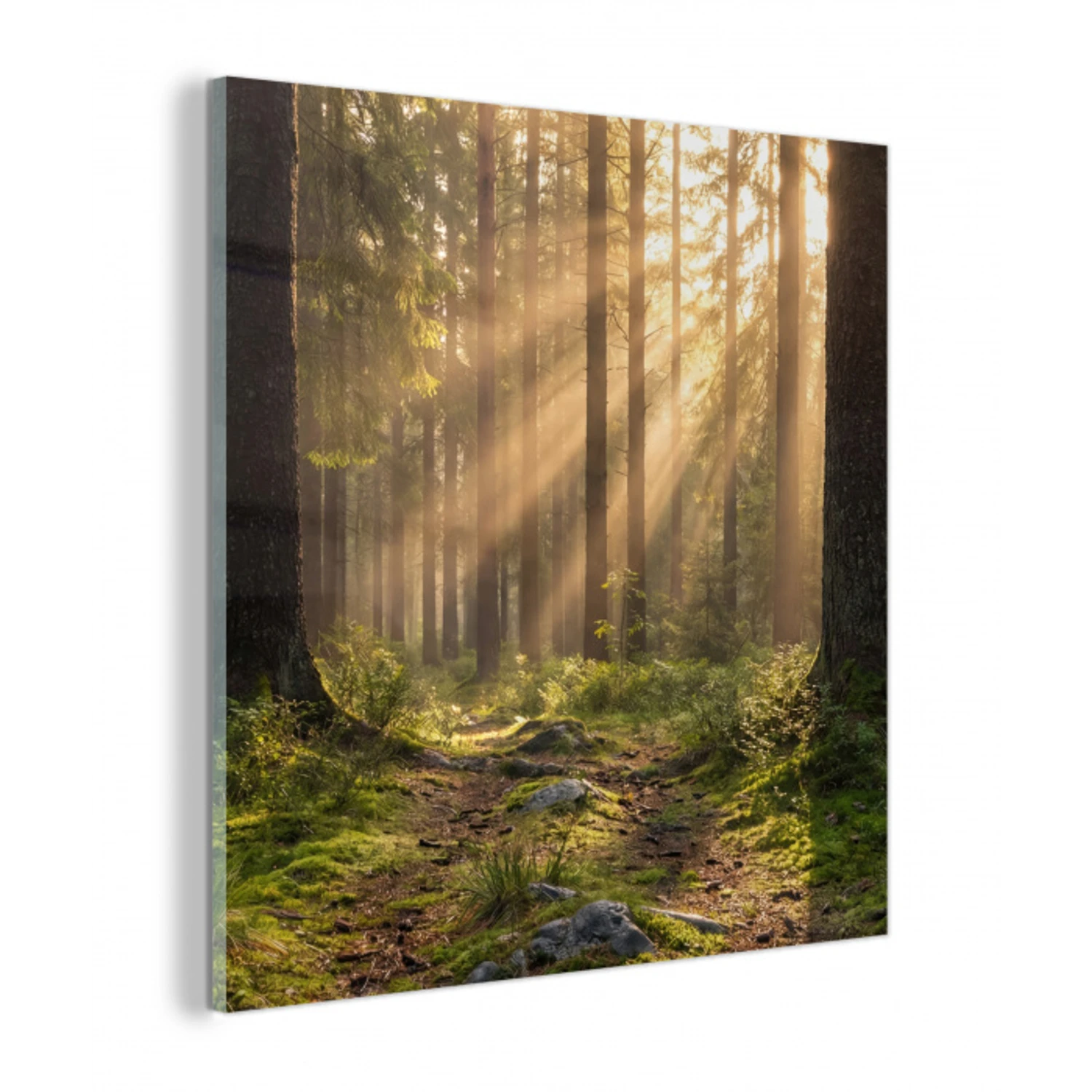 Bos - Zonlicht - Gras plexiglas 5mm klein -z3d