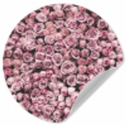 Bloemen - Rozen - Natuur - Roze - Botanisch Wandcirkel behangsticker klein -3d