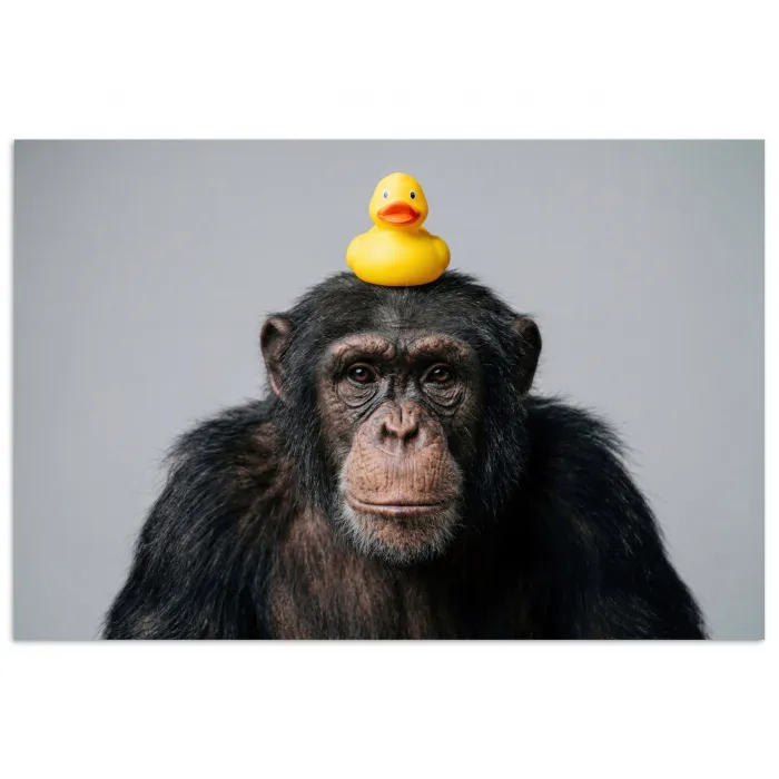 Chimpansee - Badeend - Grijs poster papier klein -3d
