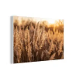 Rietpluimen - Gras - Zonsondergang - Goud - Serene forex 5mm xxl -3d