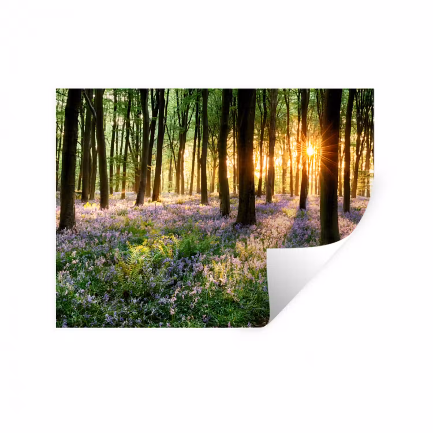 Wandtattoo – Wald - Blumen - Lavendel - Sonne - Lila - Natur