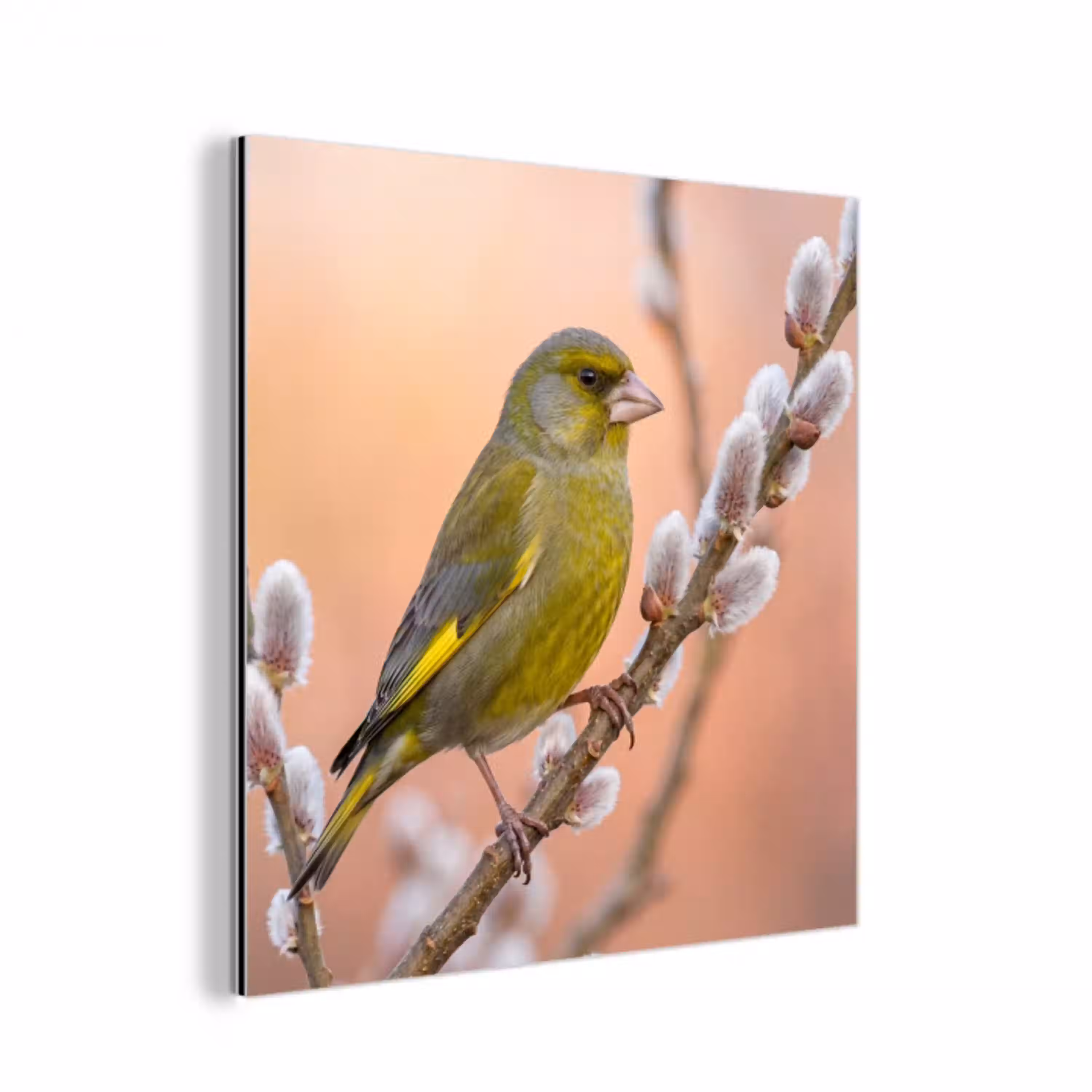 Groenling - Katjes - Lente - Natuur - Zacht aluminium wit klein -3d