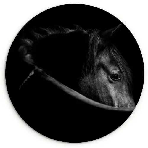 Paarden - Portret - Zwart - Dieren Wandcirkel kunststof plaat 5mm dik klein -3d