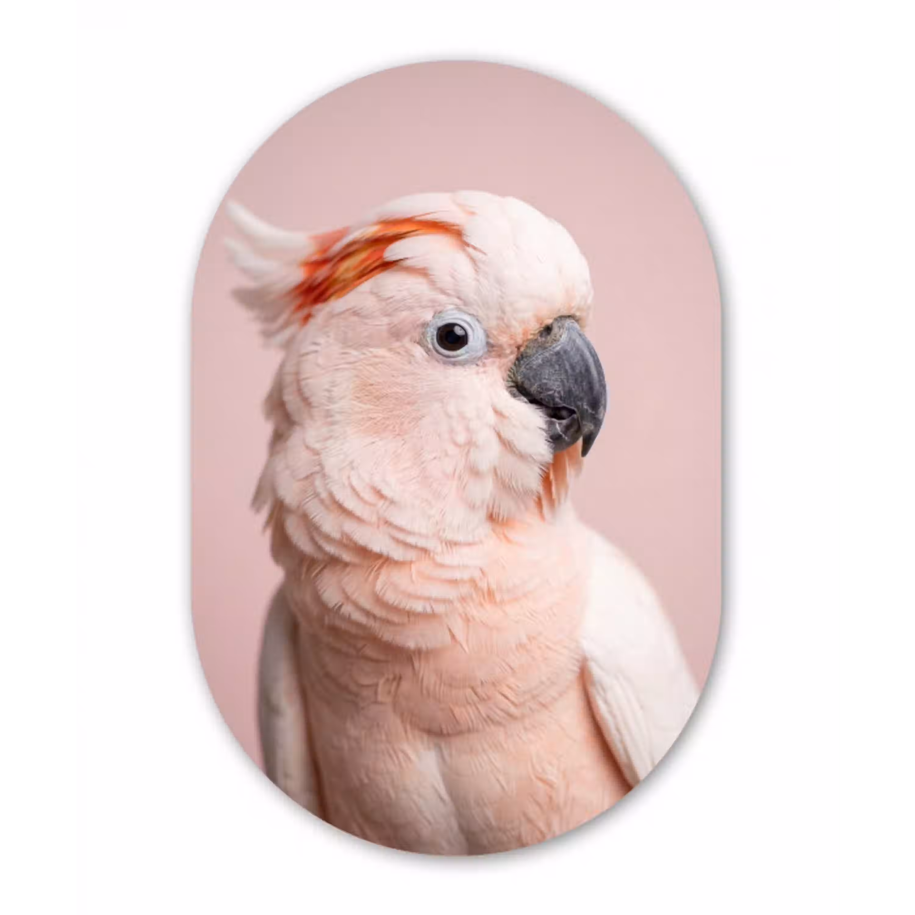 Kaketoe - Portret - Roze Wandcirkel Ovaal Aluminium middel -3d