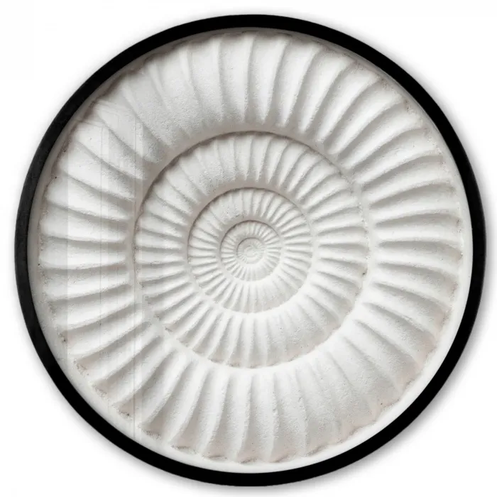 Schelp - Spiraal - Wit Fotolijst rond zonder passe partout klein -3d